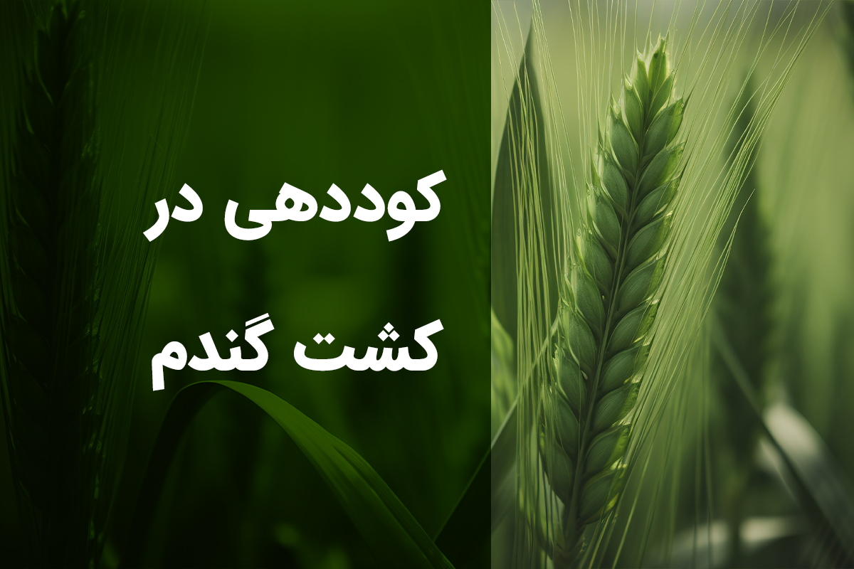 کوددهی در کشت گندم