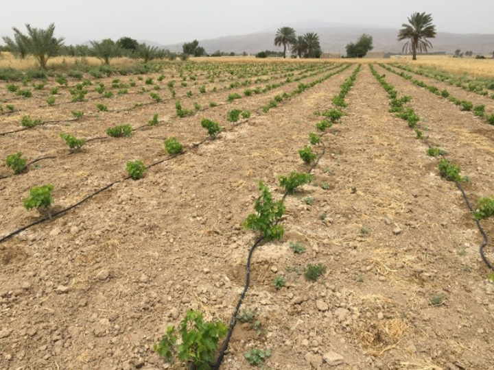 کاشت انگور یاقوتی در جهرم استان فارس