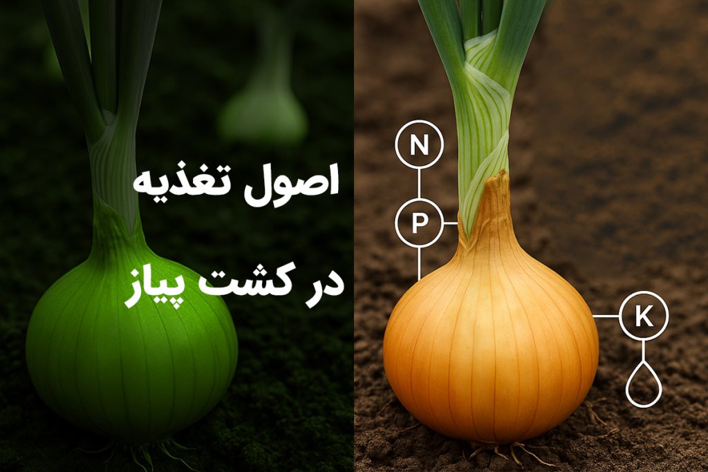 اصول تغذیه در کشت پیاز