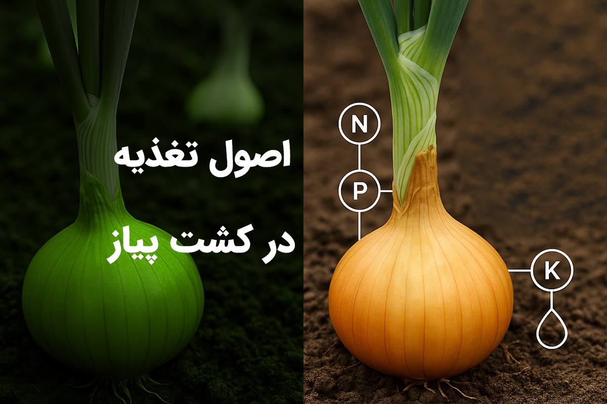 اصول تغذیه در کشت پیاز
