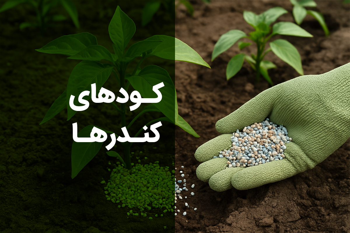 کودهای کندرها