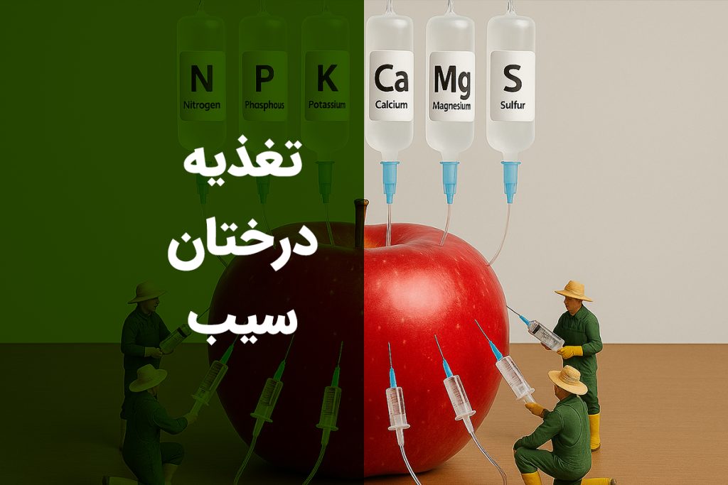 تغذیه درختان سیب