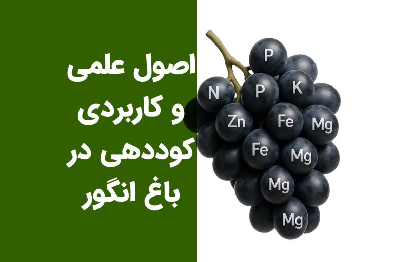 اصول علمی و کاربردی کوددهی در باغ انگور