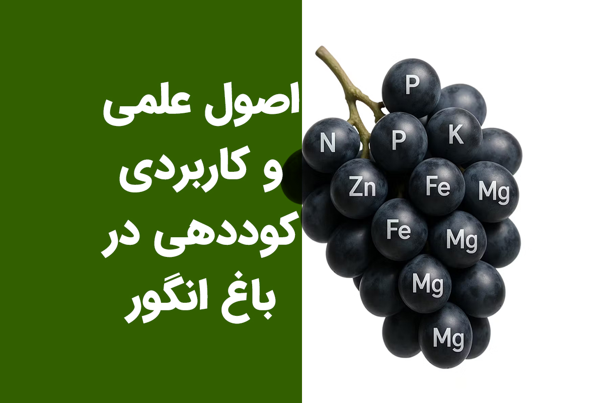 اصول علمی و کاربردی کوددهی در باغ انگور